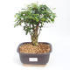 Pokojová bonsai -Ligustrum chinensis - Ptačí zob PB2201128 - 1/3