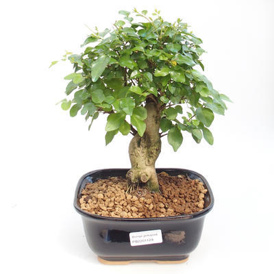 Pokojová bonsai -Ligustrum chinensis - Ptačí zob PB2201129 - 1