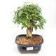 Pokojová bonsai -Ligustrum chinensis - Ptačí zob PB2201129 - 1/3