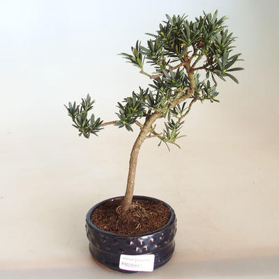 Pokojová bonsai - Podocarpus - Kamenný tis PB2201130