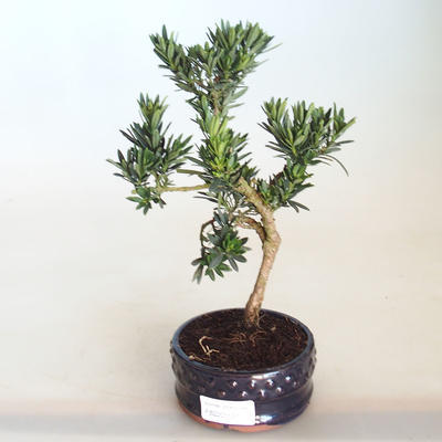 Pokojová bonsai - Podocarpus - Kamenný tis PB2201131