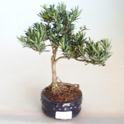 Pokojová bonsai - Podocarpus - Kamenný tis PB2201132