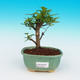 Pokojová bonsai-Zantoxylum piperitum-Pepřovník - 1/4