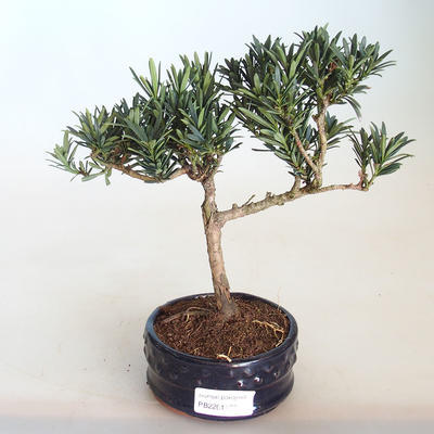 Pokojová bonsai - Podocarpus - Kamenný tis PB2201133