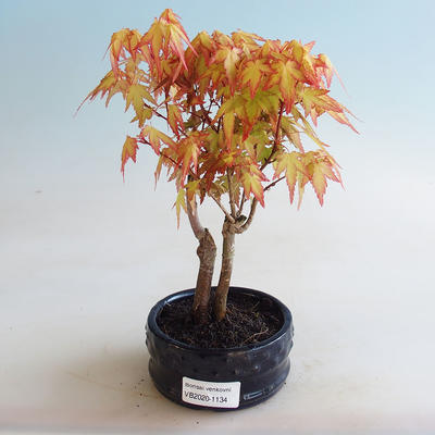 Venkovní bonsai - Javor dlanitolistý - Acer palmatum Orange - 1