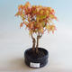 Venkovní bonsai - Javor dlanitolistý - Acer palmatum Orange - 1/2