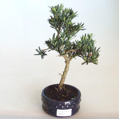 Pokojová bonsai - Podocarpus - Kamenný tis PB2201134