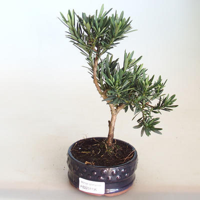 Pokojová bonsai - Podocarpus - Kamenný tis PB2201136