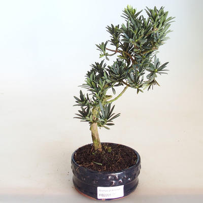 Pokojová bonsai - Podocarpus - Kamenný tis PB2201137