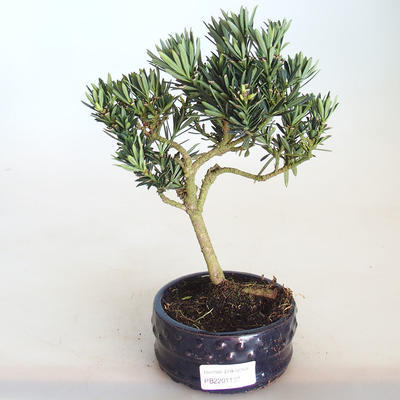 Pokojová bonsai - Podocarpus - Kamenný tis PB2201138