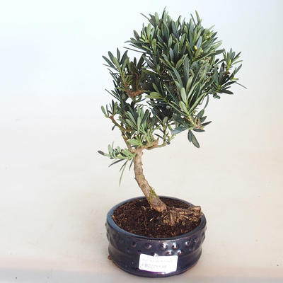 Pokojová bonsai - Podocarpus - Kamenný tis PB2201139