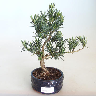 Pokojová bonsai - Podocarpus - Kamenný tis PB2201140