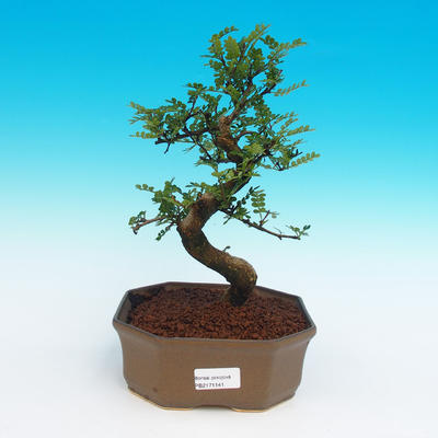Pokojová bonsai -Zantoxylum piperitum-Pepřovník - 1