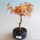 Venkovní bonsai - Javor dlanitolistý - Acer palmatum Orange - 1/2