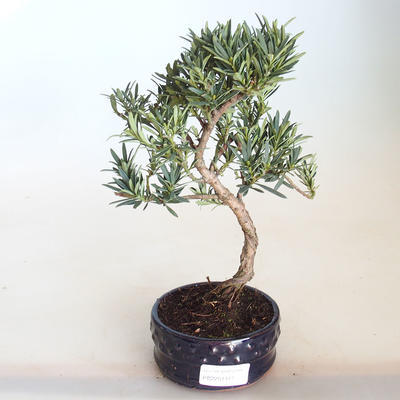 Pokojová bonsai - Podocarpus - Kamenný tis PB2201141
