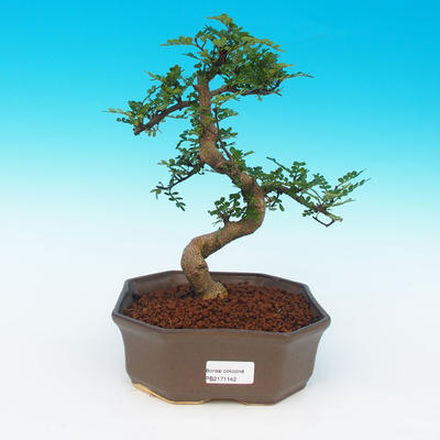 Pokojová bonsai -Zantoxylum piperitum-Pepřovník - 1