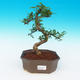 Pokojová bonsai -Zantoxylum piperitum-Pepřovník - 1/4