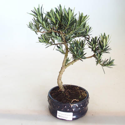 Pokojová bonsai - Podocarpus - Kamenný tis PB2201142