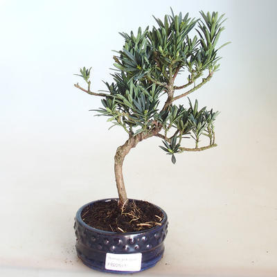 Pokojová bonsai - Podocarpus - Kamenný tis PB2201143