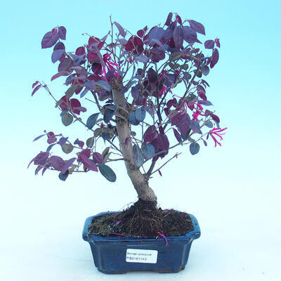 Pokojová bonsai - Loropelatum chinensis - 1