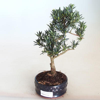 Pokojová bonsai - Podocarpus - Kamenný tis PB2201144