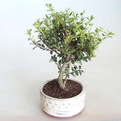 Pokojová bonsai - Ilex crenata - Cesmína PB2201145