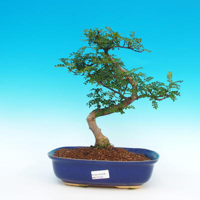 Pokojová bonsai - Zantoxylum piperitum-pepřovník - 1