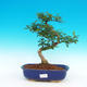 Pokojová bonsai - Zantoxylum piperitum-pepřovník - 1/4