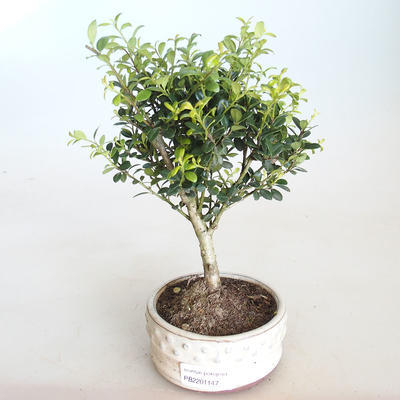 Pokojová bonsai - Ilex crenata - Cesmína PB2201147