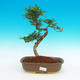Pokojová bonsai - Zantoxylum piperitum-pepřovník - 1/4