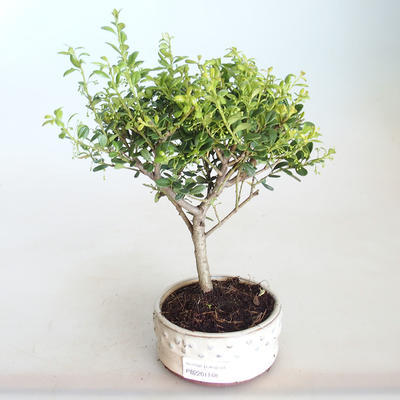 Pokojová bonsai - Ilex crenata - Cesmína PB2201148