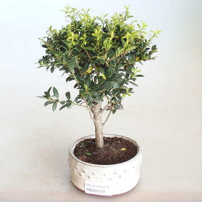 Pokojová bonsai - Ilex crenata - Cesmína PB2201149