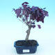 Pokojová bonsai - Loropelatum chinensis - 1/2