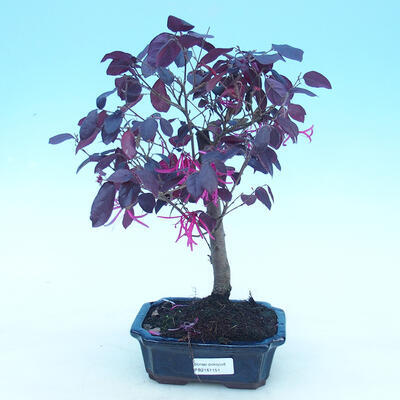 Pokojová bonsai - Loropelatum chinensis - 1