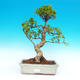Pokojová bonsai-Ficus retusa- malolistý fíkus - 1/2