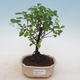 Pokojová bonsai - Sagerécie thea - Sagerécie thea - 1/4