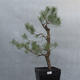 Yamadori - Pinus sylvestris - borovice lesní - 1/4