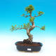 Pokojová bonsai-Ficus retusa- malolistý fíkus - 1/2