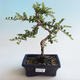 Venkovní bonsai-Cotoneaster horizontalis-Skalník - 1/2