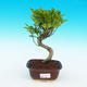 Pokojová bonsai -Ficus retusa -  malolistý fíkus - 1/2