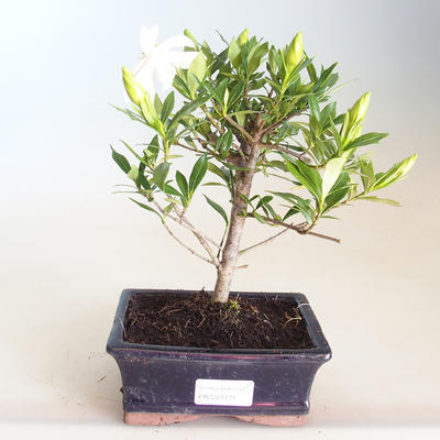 Pokojová bonsai - Gardenia jasminoides-Gardenie PB2201171 - 1