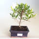 Pokojová bonsai - Gardenia jasminoides-Gardenie PB2201171 - 1/2