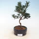 Pokojová bonsai - Podocarpus - Kamenný tis - 1/2