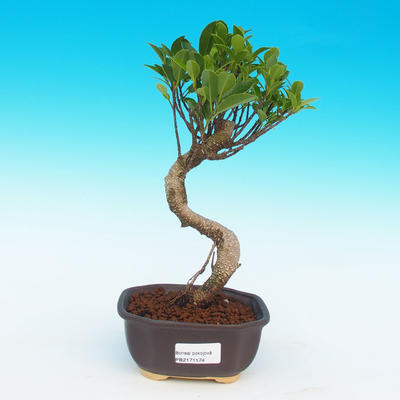 Pokojová bonsai -Ficus retusa -  malolistý fíkus - 1