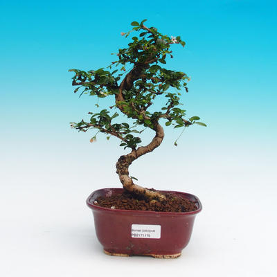 Pokojová bonsai - Carmona microphyla - Čaj fuki - 1