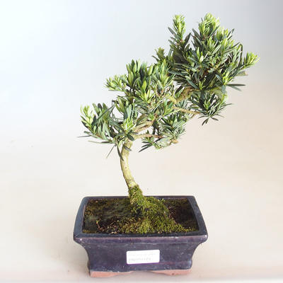 Pokojová bonsai - Podocarpus - Kamenný tis PB2201179 - 1
