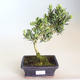 Pokojová bonsai - Podocarpus - Kamenný tis PB2201179 - 1/2
