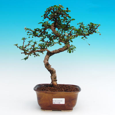 Pokojová bonsai - Carmona microphyla - Čaj fuki - 1