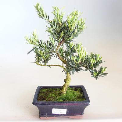 Pokojová bonsai - Podocarpus - Kamenný tis PB2201180 - 1