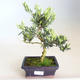 Pokojová bonsai - Podocarpus - Kamenný tis PB2201180 - 1/2